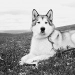 博体育:探索全球体育赛事的精彩与魅力 u1udk0cgf