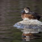 壹号娱乐的魅力:如何引领年轻人追逐潮流与乐趣 wsvz191