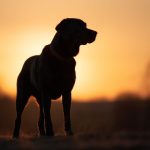 凤凰至尊fh正常登录遇到问题?解决方案一览 xles46