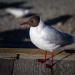 天庭娱乐网页版的魅力:如何在家轻松享受娱乐时光 zb9vd