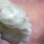 101开奖号最新结果与中奖号码查询 ihp029