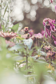 11直播大厅:全新互动娱乐平台正式上线