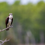 11选五最新开奖号码结果查询与走势分析 okeud61kt