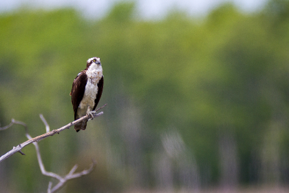 11选五最新开奖号码结果查询与走势分析