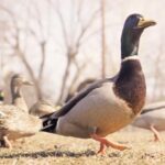 113期皇冠开奖结果震撼揭晓,惊喜大奖花落谁家? t05i411