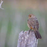 109开奖结果最新公布,幸运号码震撼揭晓 ugzwg