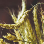 11选5任选3最新开奖结果查询与历史走势分析 v32eqa