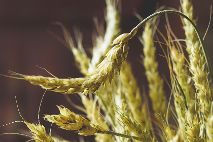 11选5任选3最新开奖结果查询与历史走势分析